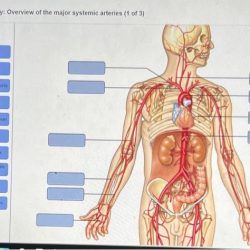 Worksheet digestive labeling anatomy digestion behindthebench