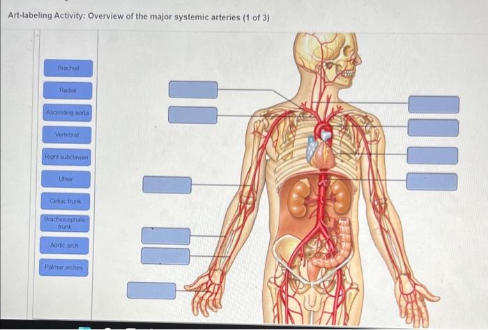 Worksheet digestive labeling anatomy digestion behindthebench