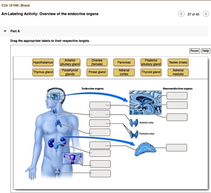 Art-labeling activity: overview of the digestive system