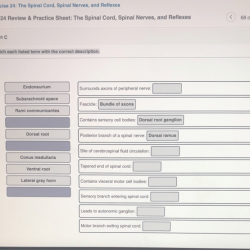 Review sheet the spinal cord and spinal nerves